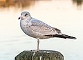 * Nomination Ring-billed gull by the Peconic River in Riverhead, New York --Rhododendrites 01:32, 2 November 2022 (UTC) * Promotion Very good. -- Ikan Kekek 02:31, 2 November 2022 (UTC)