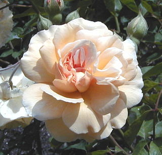 <i>Rosa</i> Buff Beauty Rose cultivar