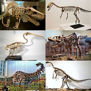 <span class="mw-page-title-main">Saurischia</span> Clade of dinosaurs