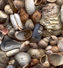 Hand-picked molluscan seashells (bivalves and gastropods) from the beach at Clacton on Sea in England Selection of seashells.jpg