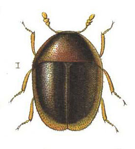 Sericoderus lateralis