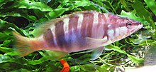 Serranus scriba by Line1.jpg