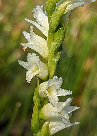 <i>Spiranthes perexilis</i> Species of orchid