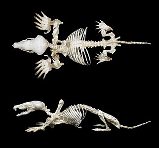 Talpa europaea (European Mole), skeleton