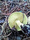 Thumbnail for File:Tricholoma equestre 97146731.jpg