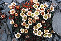 Tufted saxifrage