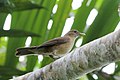 A brown bird with a white underbelly and a yellow beak stands on a thick branch.