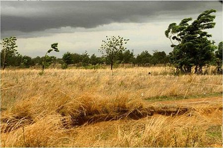 Natural vegetation in the no burn zone in Godziir Upper West Region © Akiwumi