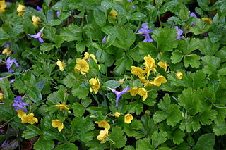 <i>Waldsteinia fragarioides</i> Species of flowering plant