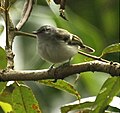 White-tailedTyrannulet.jpg