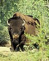 Wood bison (not pure) in Wood Buffalo National Park