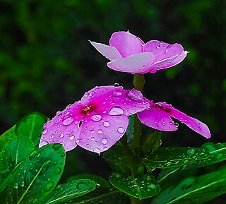 <i>Catharanthus roseus</i> Species of flowering plant in the family Apocynaceae