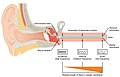 Frequency coding in the cochlea