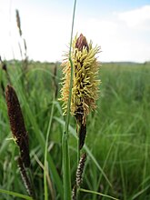 "Mannelijke aar" van moeraszegge (C. acutiformis)