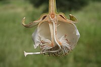 Laŭlonga tranĉvido de baobabofloro (Adansonia digitata), Burkina Faso, inter Fada N'Gurma kaj Uagaduguo.