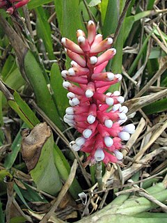 <i>Aechmea <span style="font-style:normal;">subg.</span> Ortgiesia</i> Subgenus of flowering plants