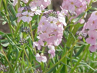 <i>Aethionema</i> genus of plants