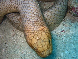 <i>Aipysurus</i> Genus of snakes