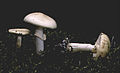 !!! Amanita verna !!!