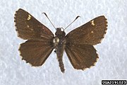 Amblyscirtes vialis (common roadside-skipper) Adult, dorsal view.