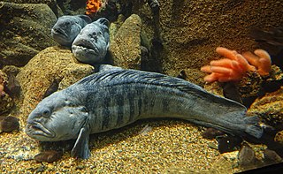 <span class="mw-page-title-main">Atlantic wolffish</span> Species of fish