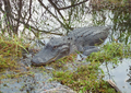 Image 24Alligator in the Florida Everglades (from Geography of Florida)