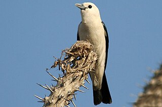 Vanga Family of birds