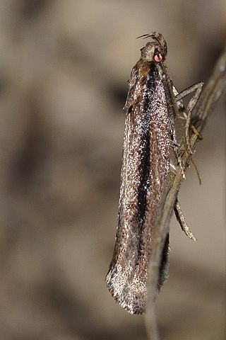 <i>Atomotricha versuta</i> Species of moth endemic to New Zealand