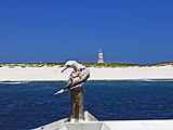 Baker Island coastline with red-footed booby