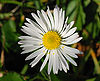 Bellis 2007-1.jpg