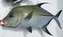 Black trevally.JPG