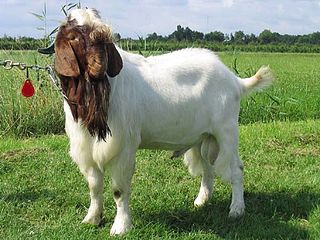 <span class="mw-page-title-main">Boer goat</span> South African breed of goat