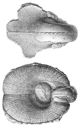 <span class="mw-page-title-main">Tremanotidae</span> Extinct family of gastropods