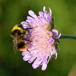 Un bourdon des prés (Bombus pratorum) butinant une knautie des champs (Knautia arvensis). (définition réelle 2 644 × 2 644)