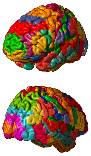 <span class="mw-page-title-main">Brodmann area</span> Region of the brain