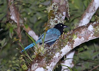 <span class="mw-page-title-main">Bushy-crested jay</span> Species of bird