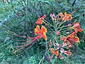 Caesalpinia pulcherrima ou Petit flamboyant.