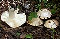 Calocybe gambosa