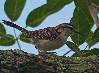 <span class="mw-page-title-main">Veracruz wren</span> Species of bird native to Mexico