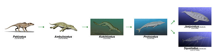 Nagpapakitang representasyon ng ebolusyon ng mga cetacean: (Pakicetus » Ambulocetus » Kutchicetus » Protocetus » Janjucetus / Squalodon).