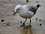 Silver gull (aka red-billed gull or tarāpunga)