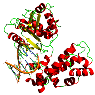 <span class="mw-page-title-main">DNA polymerase</span> Form of DNA replication