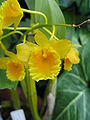 Dendrobium chrysotoxum