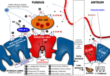 Determinants of Gastric Acid Secretion