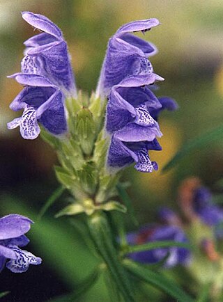 <i>Dracocephalum</i> Genus of flowering plants