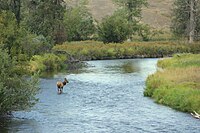 Elk (Cervus canadensis) in a creek