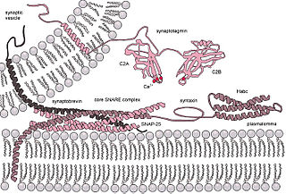 <span class="mw-page-title-main">SNARE protein</span> Protein family