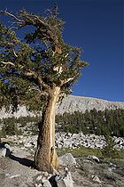 A Foxtail Pine