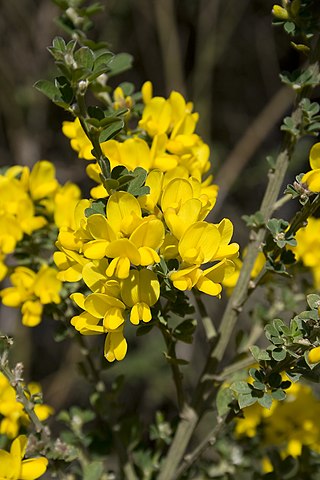 <i>Genista</i> Genus of flowering plants in the pea and bean family Fabaceae