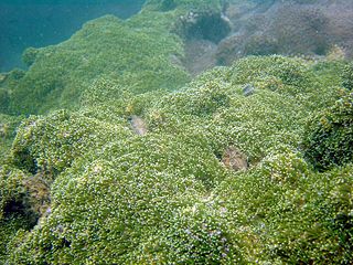 <i>Galaxea astreata</i> Species of coral